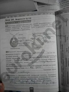 Биология 5 класс рабочая тетрадь стр 29