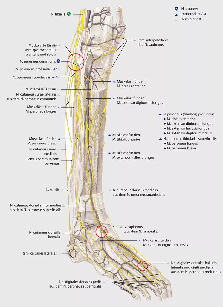 Невропатия наружного кожного нерва. Перонеус суперфициалис. Анатомия nervus peroneus. Nervus peroneus communis ход. Fibularis superficialis.