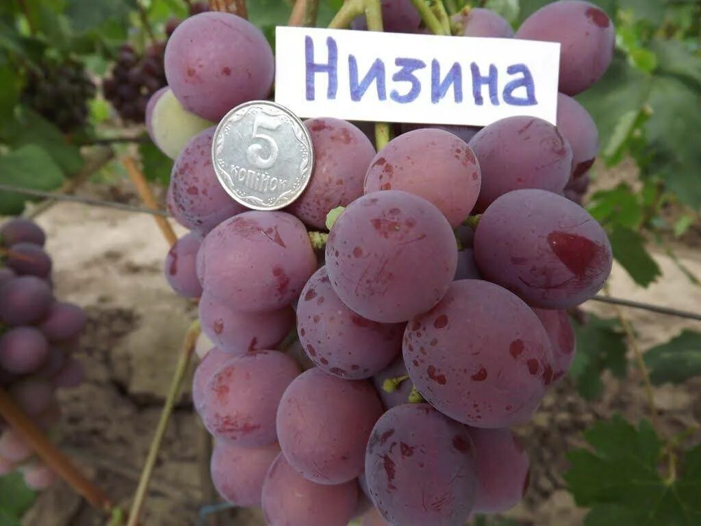 Виноград низина описание сорта. Виноград низина описание сорта. Низина описание сорта. Сорт винограда низина. Виноград плодовый низина.