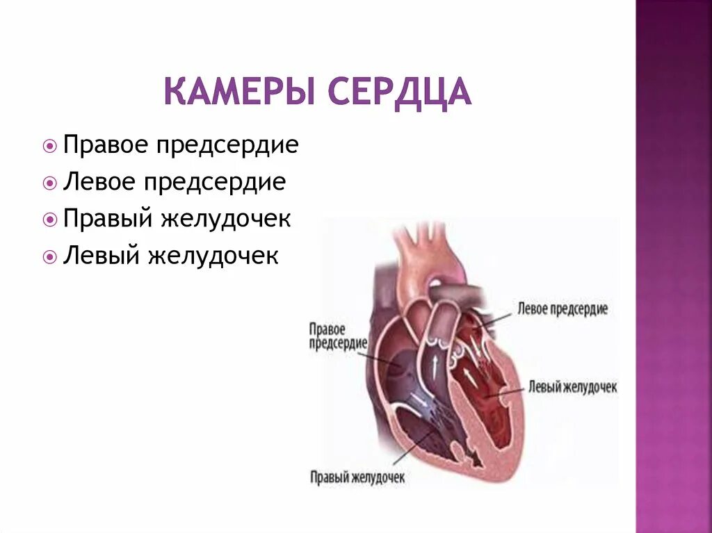 Строение сердца человека камеры сердца. Количество камер в сердце человека. Наименование камер сердца. Сердце правое предсердие левое предсердие желудочек.