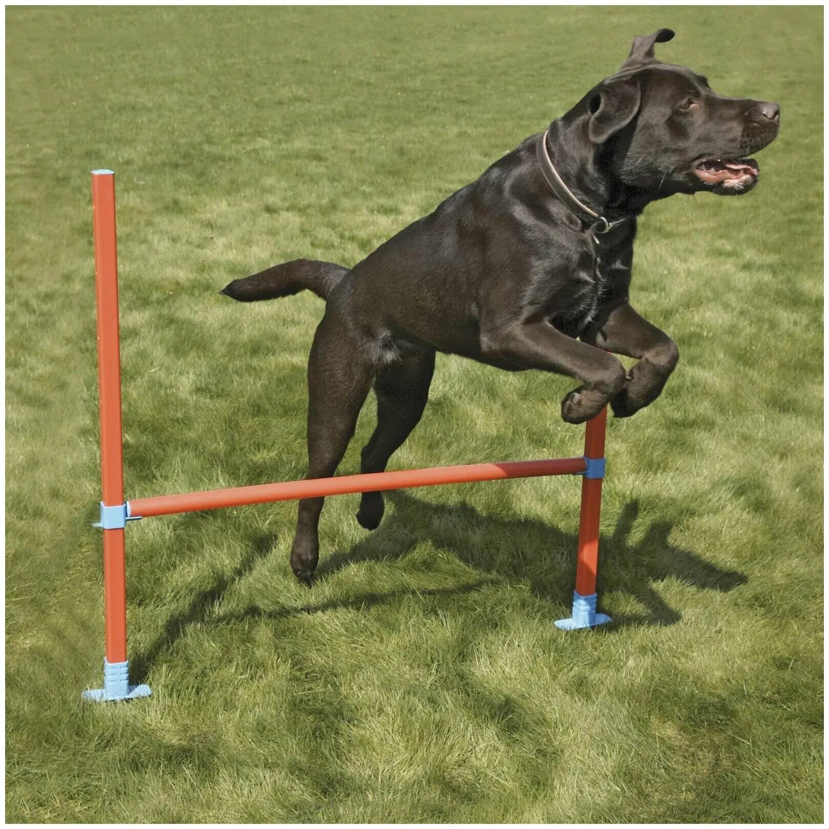 радор для собак