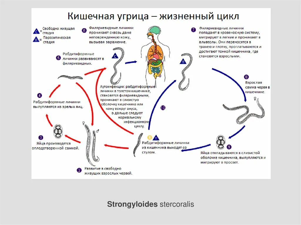 Жизненный цикл угрицы кишечной схема. Жизненный цикл угрицы кишечной. Угрица кишечная цикл развития. Цикл развития угрицы кишечной схема.