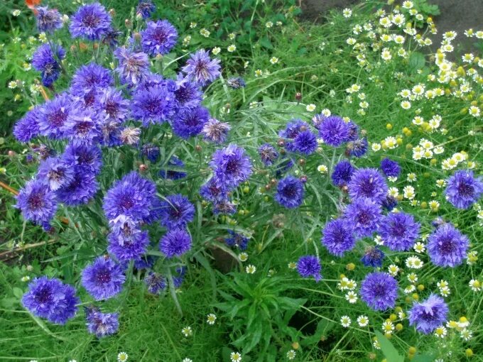 Название группы васильки. Василек рассада всходы. Василек садовый однолетний. Сеянцы василька. Васильки на железной дороге.