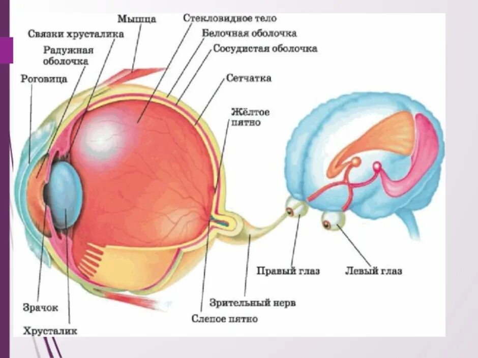 Глаз строение глаза. Зрительный анализатор. Строение зрительного анализатора глазное яблоко. Строение человеческого глаза. Зрительный анализатор строение и функции.