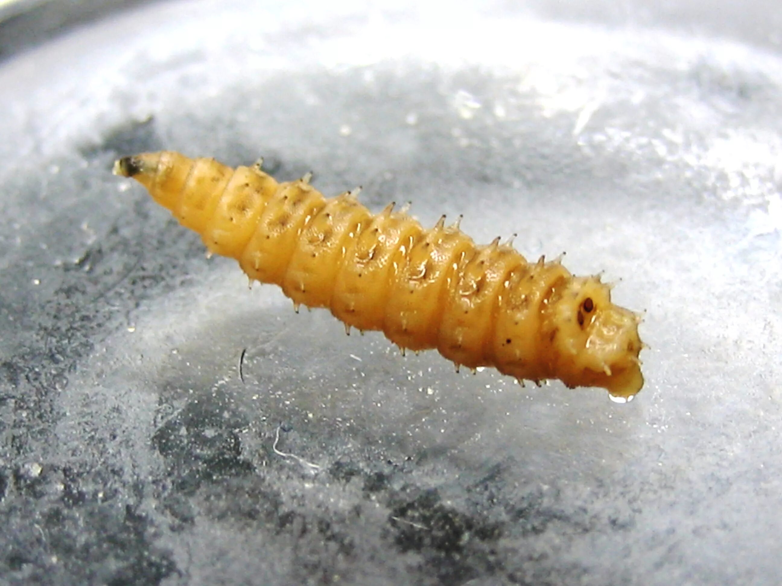 Личинка мушки. Chrysomya bezziana. Личинки падальная Муха.