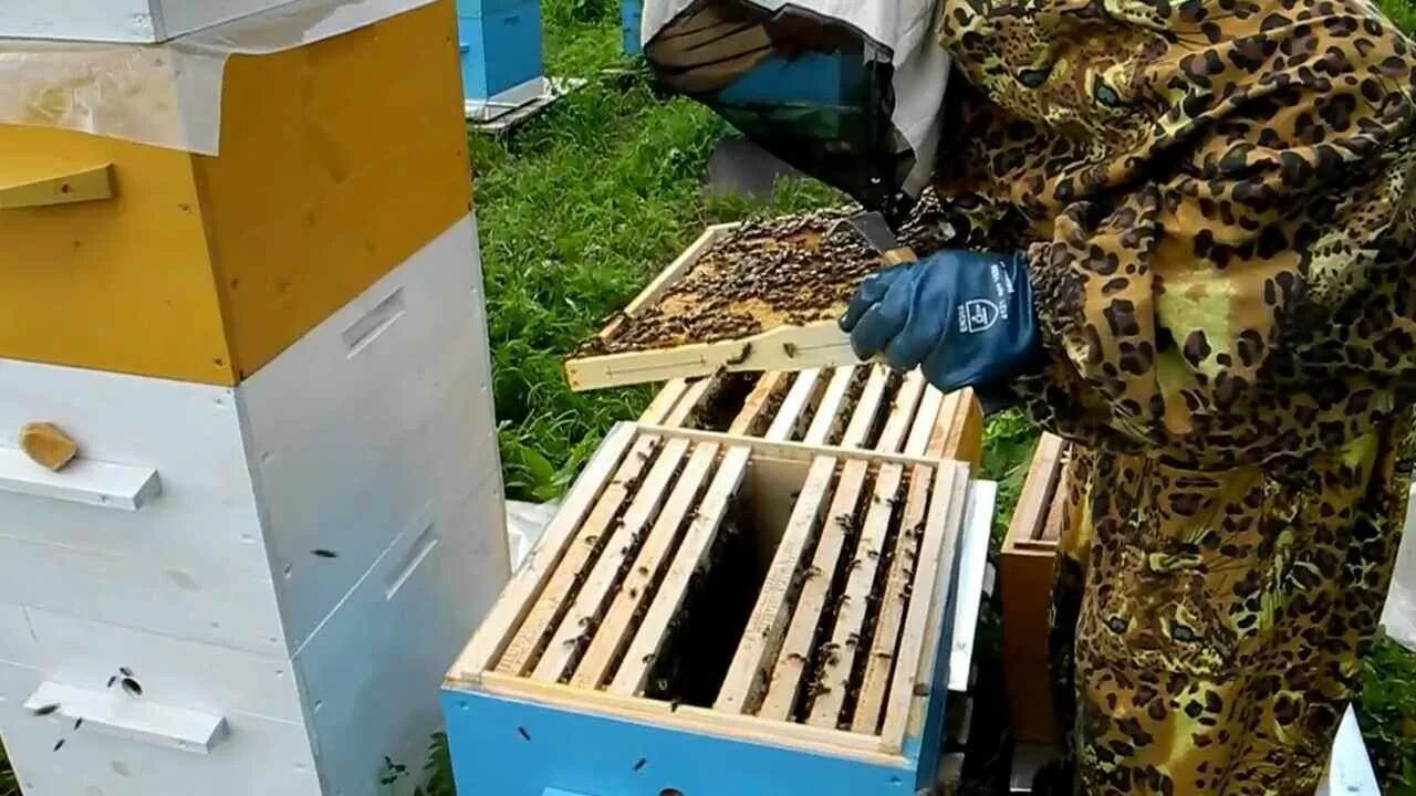 Улей на пасеке. Пчеловодство для новичка. Пчелы в улье. Рамочное Пчеловодство.