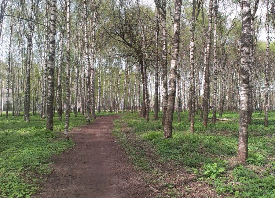 Парк берёзовая роща брагино. Заказник березовая роща. Березовая роща 3в иркутск. Березовая роща 14. Яранская березовая роща.