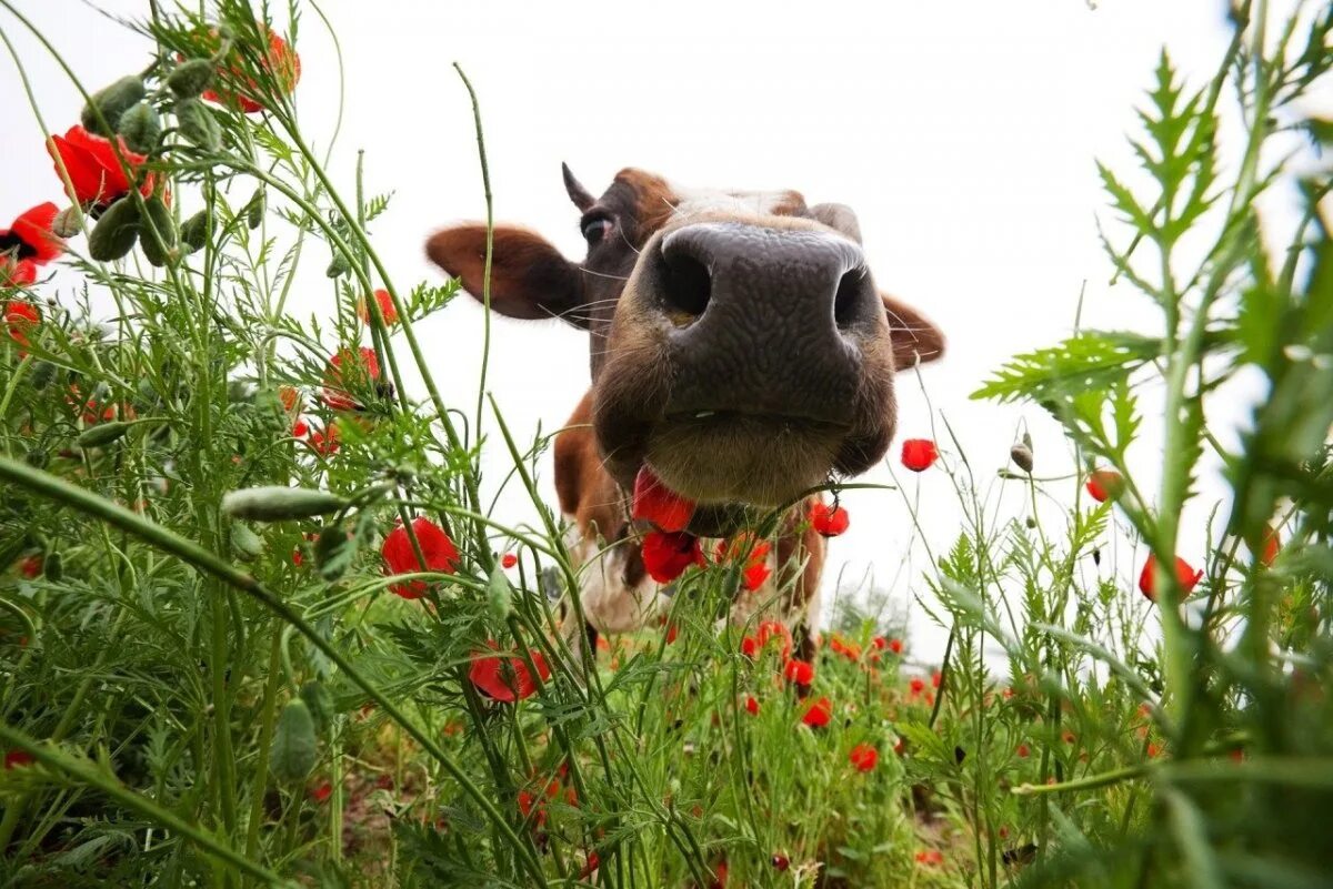 Корова в цветах. Красивая корова. Милые коровки. Корова с цветами.