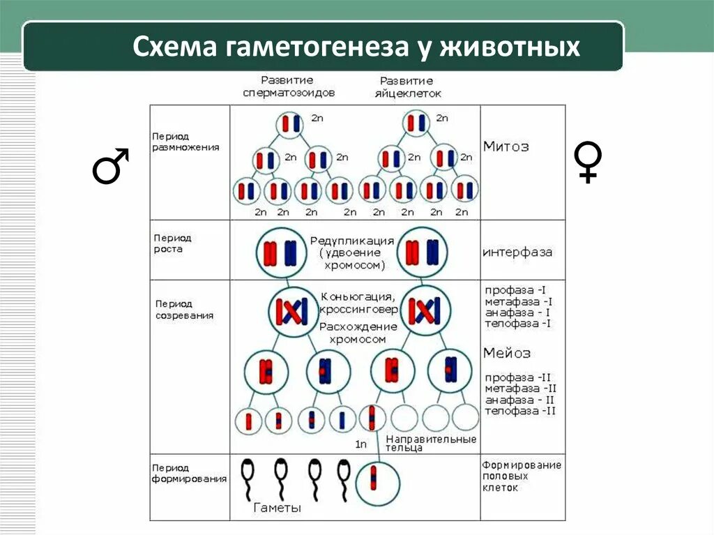 Сколько хромосом в зрелом эритроците. Образование половых клеток гаметогенез таблица. Развитие половых клеток гаметогенез таблица. Образование половых клеток мейоз таблица. Процесс гаметогенеза схема.