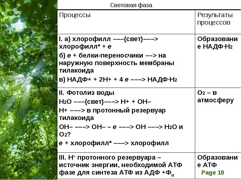 Световая фаза фотосинтеза последовательность процессов. Этапы фотосинтеза таблица. Фазы фотосинтеза таблица. Этапы процесса фотосинтеза. Результат процесса фотосинтеза.