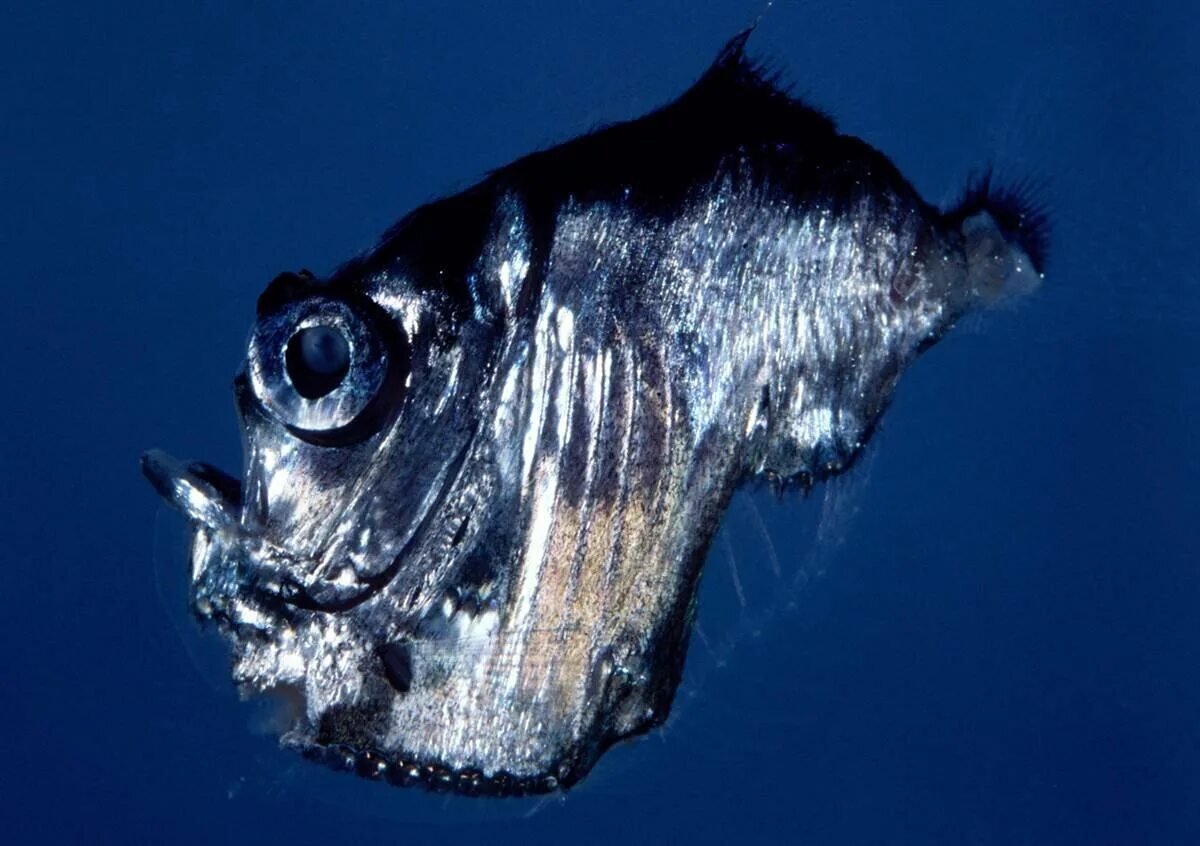 Глубоководные рыбы океана. Глубоководная рыба Marine Hatchetfish. Марианская впадина удильщик. Рыбы-топорики биолюминесценция. Глубоководный удильщик.