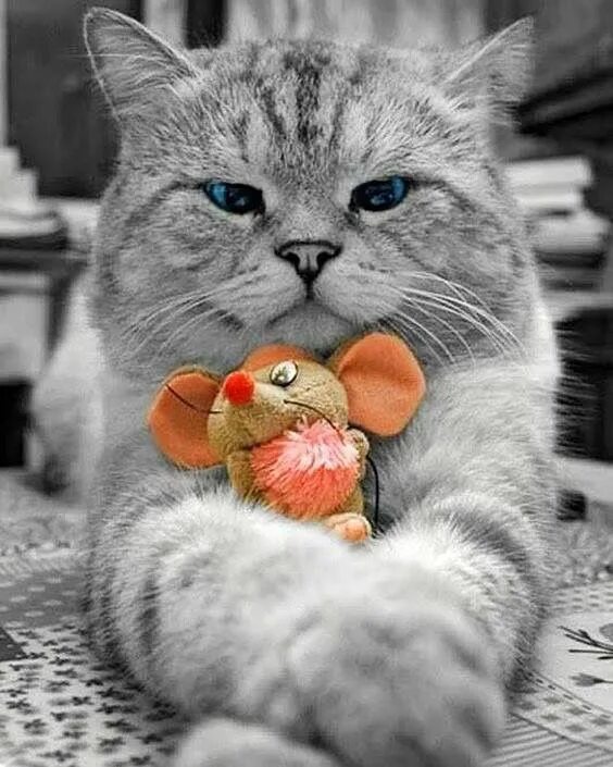 Доброе утро про кота. Влюбленные котики. красивые котики. котики смешные. доброе утро котя.