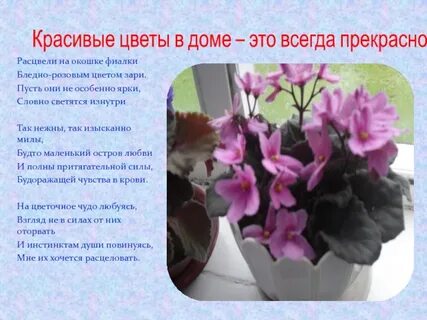 Стихи комнатным цветам
