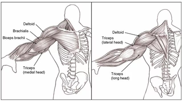 Бицепс трицепс брахиалис. Брахиалис предплечье. Брахиалис мышца молот. Брахиалис мышца упражнения.