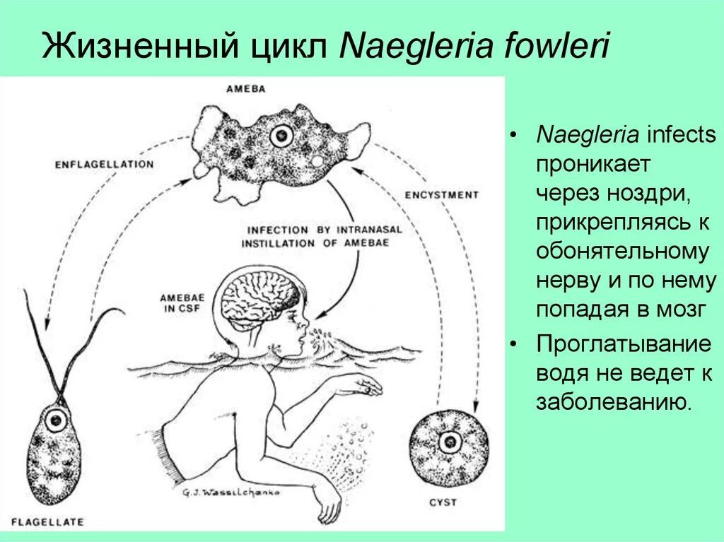 Жизненный цикл неглерии Фоулера. Жизненный цикл амебы неглерии. Амеба неглерия Фоулера. Naegleria fowleri жизненный цикл.