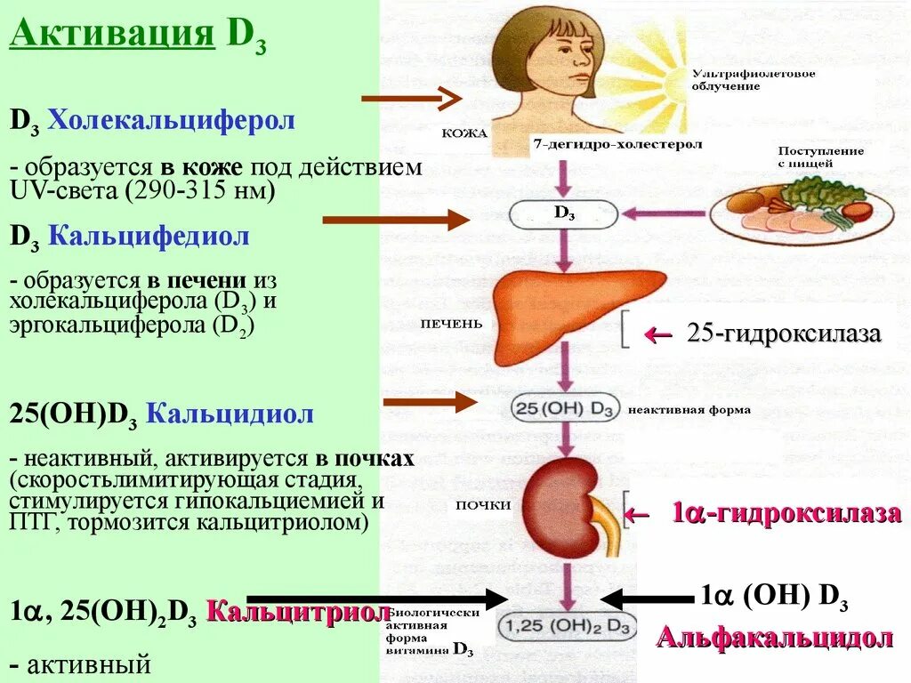 Холекальциферол (образуется из 7-дегидрохолестерола в коже). Недостаточность витамина д. Активная форма витамина d. Дефицит витамина д. Можно ди д