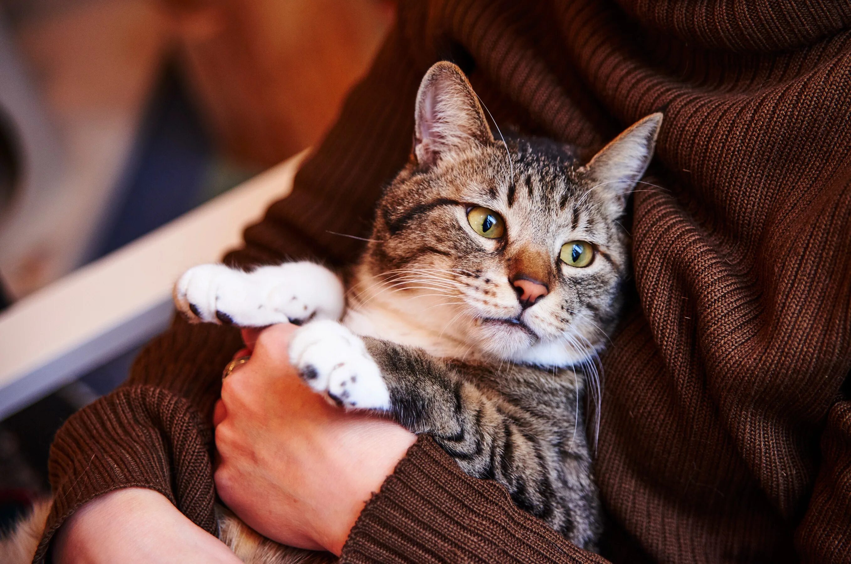 Кошка на руках. Красивые коты. Самые популярные домашние животные. Домашний кот. Аккуратный кот