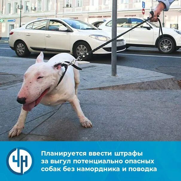 Памятка правила содержания собак. Правила выгула собак. Ответственность за выгул собак. Ответственность за выгул собак. Правила выгула домашних животных.