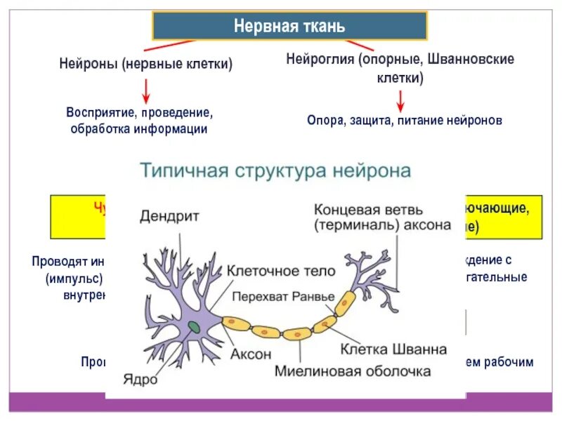 Схема нервная ткань Нейрон нейроглия. Строение нейрона и глия. Шванновская глия. Нейрон строение шванновские клетки