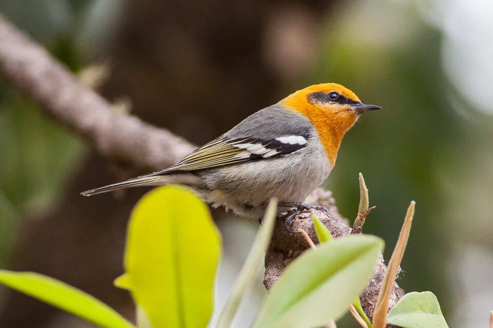 Оливковый певун. Peucedramus taeniatus. Звучание птиц. Олива птица. Звук bird