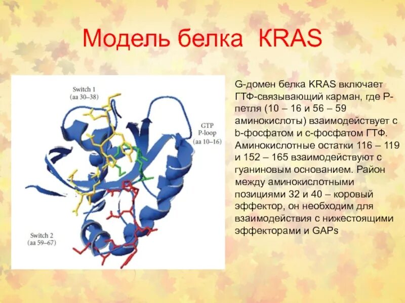 Модели белков. Модель белка. Основные структурные особенности ГТФ связывающих белков. Пример доменного белка. Домен доменные белки