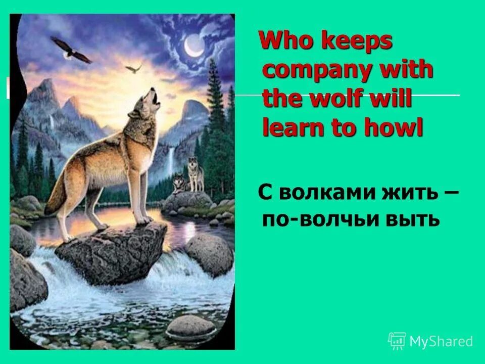 Пословица с волками жить по волчьи. С волками жить по Волчьи выть. Среди Волков жить по Волчьи выть. С волками жить по Волчьи. Поговорка с волками жить по Волчьи выть.