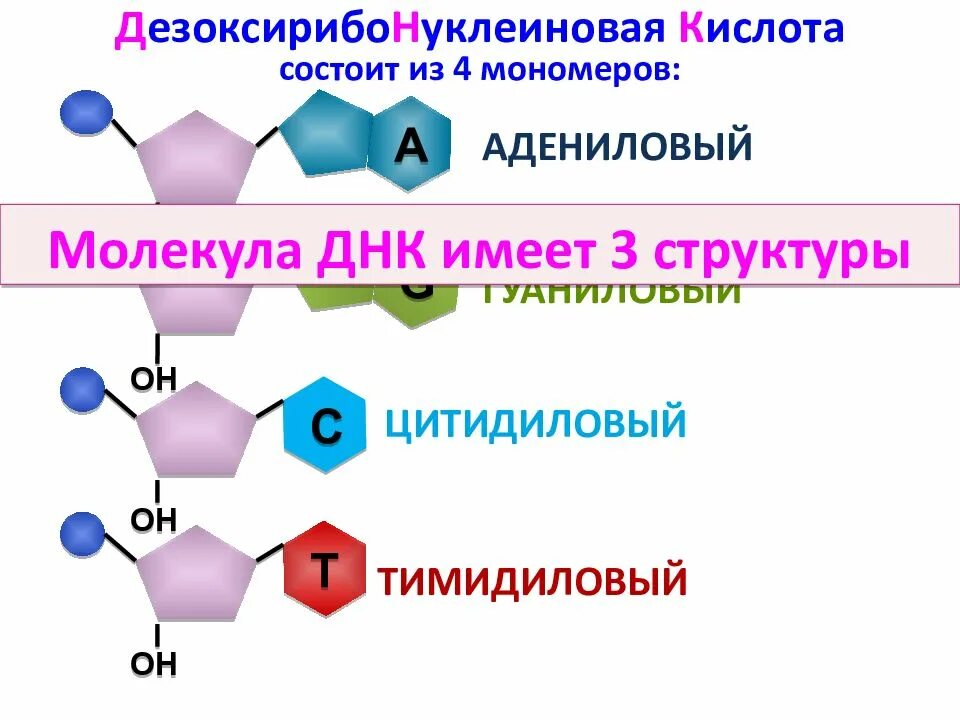 Мономер нуклеиновой кислоты аминокислота. Мономер ДНК состоит из. Строение мономера ДНК. Цитидиловые нуклеотиды. Мономер дезоксирибонуклеиновой кислоты.