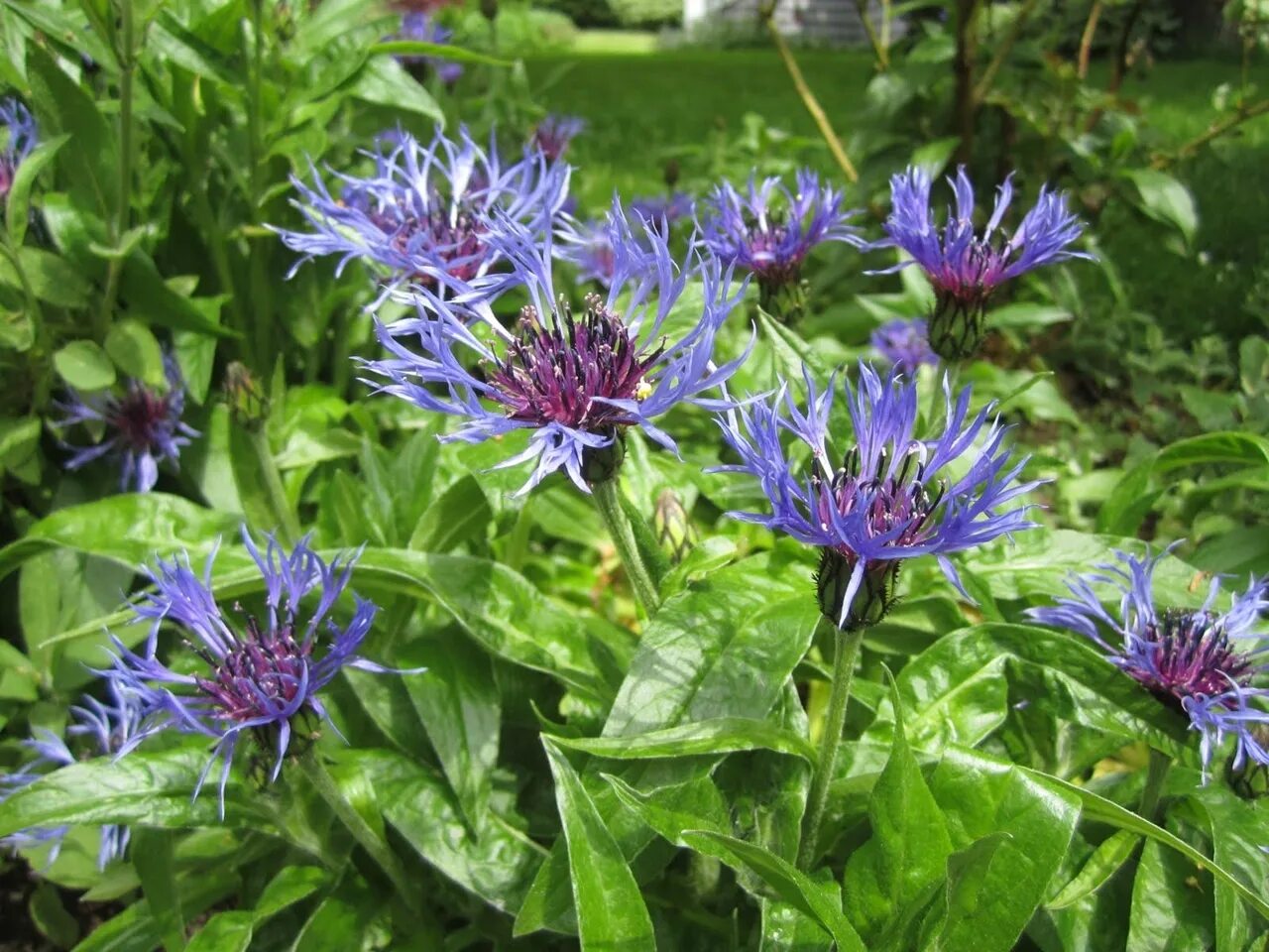 Василек горный (Centaurea Montana). Василек горный (Centaurea Montana `Alba`). Василек горный грандифлора. Василек садовый многолетний.