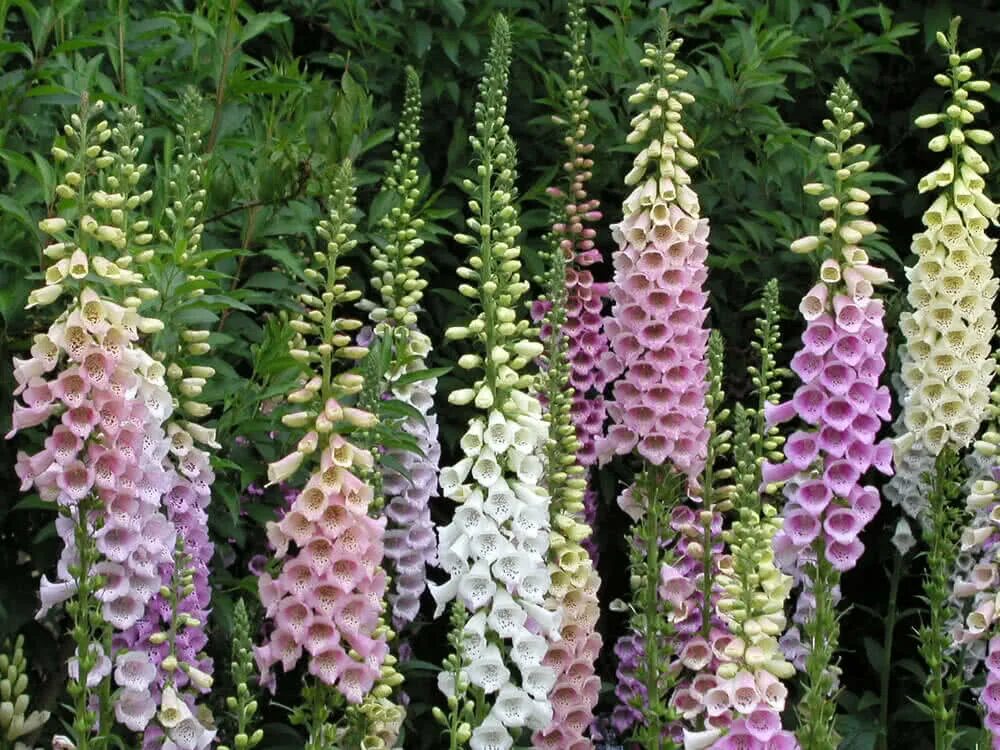 Foxglove. Наперстянка (digitalis). Наперстянка пурпурная Эксельсиор. Наперстянка Эксельсиор. Наперстянка крупноцветковая (digitalis grandiflora).