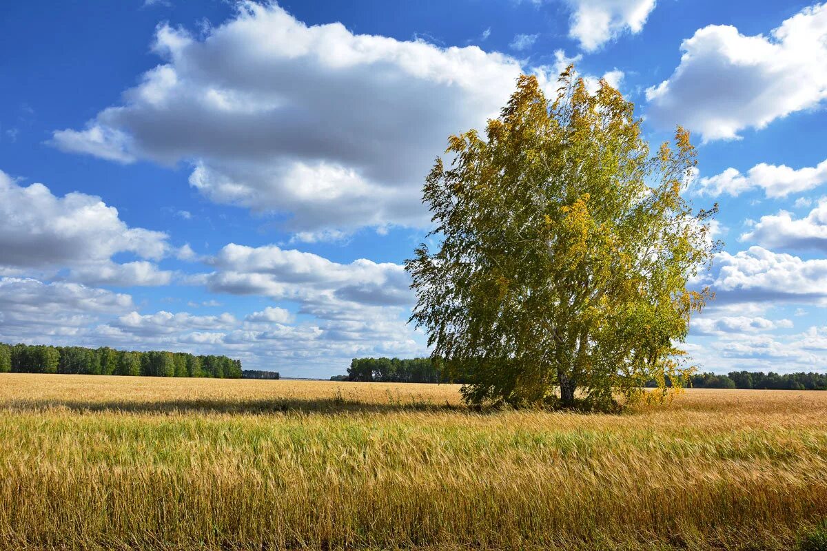 береза в поле. береза в поле. береза. рязанские поля и березы. село константиново музей есенина.