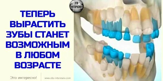 Как отрастить новые зубы. Может ли заново вырасти зуб. Может ли заново вырасти зуб. Может ли заново вырасти зуб. Можно вырастить зубы в любом возрасте.