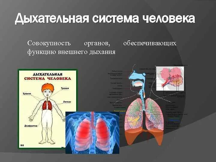 Органы обеспечивающие дыхание человека. Дыхательная система человека это совокупность органов. Дыхательная и выделительная система человека. Система дыхания человека физиология. Функции дыхательной и выделительной систем человека.