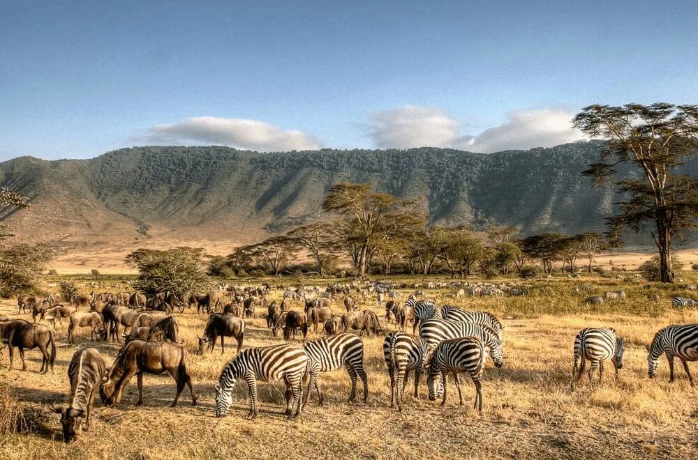 Красивая страна африки. Нгоронгоро Танзания сафари. Парк Нгоронгоро в Танзании. Национальный парк Килиманджаро в Танзании. Килиманджаро национальный парк Серенгети.