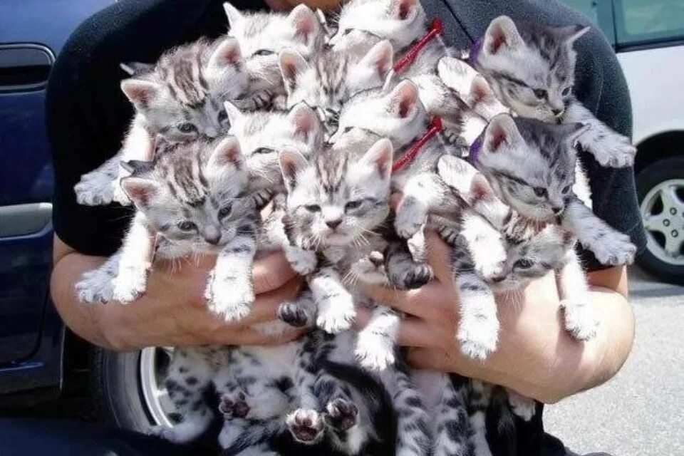 Включи какие то котики