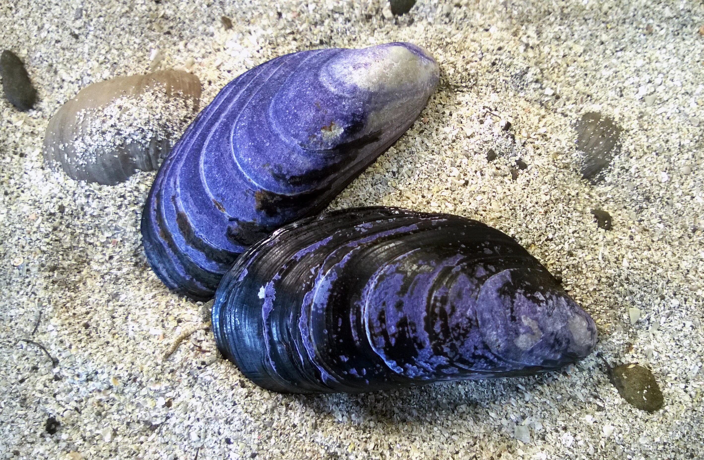 Мидия Mytilus edulis. Черное море мидии+моллюски+устрицы. Морские двустворчатые моллюски. Mytilus Chilensis.