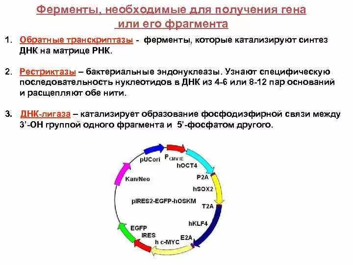 Ферменты необходимы для синтеза