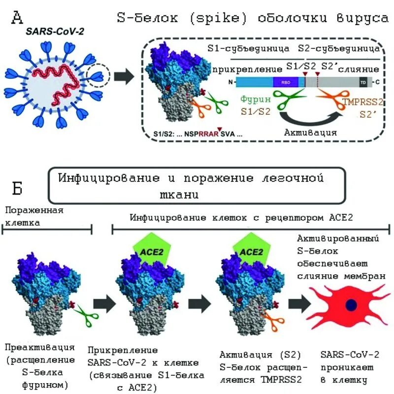 Вирус сарс группа патогенности. Строение вируса SARS-cov-2. Белок вируса. S белок вируса. S-белок SARS-cov-2.