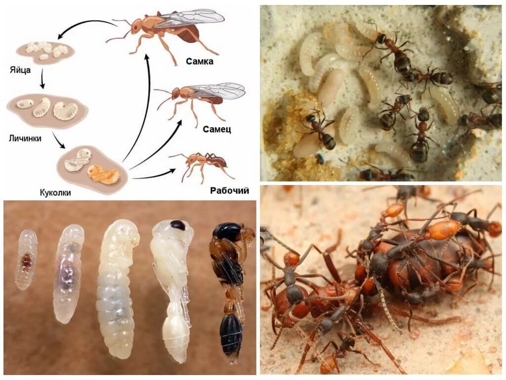 Какое развитие у муравья. Жизненный цикл муравья. Яйца личинки куколки муравьев. Стадия развития муравья яйцо личинка. Муравьи яйца личинки куколки.