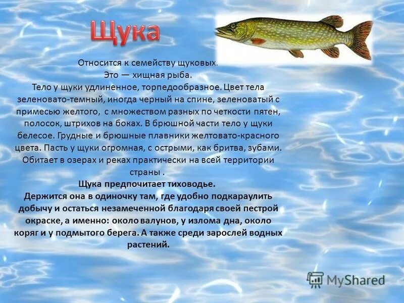 вид обыкновенная щука - esox lucius. щука обыкновенная. щука относится к животным. щука обитатели водоёмов. сообщение о щуке.
