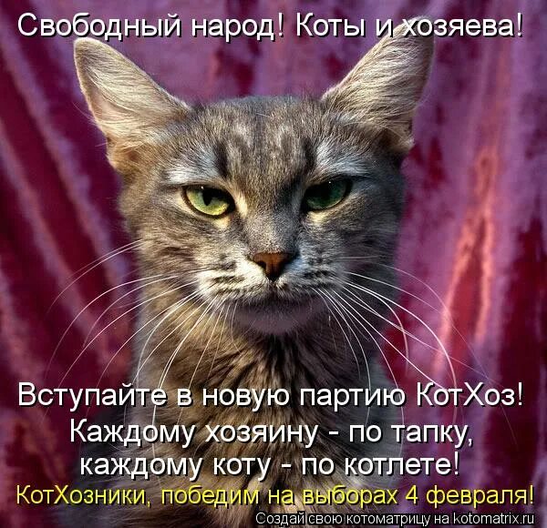 кот меня не любит. котлета кот в сковороде. это знает каждый кот. хозяйка. ты мой друг.