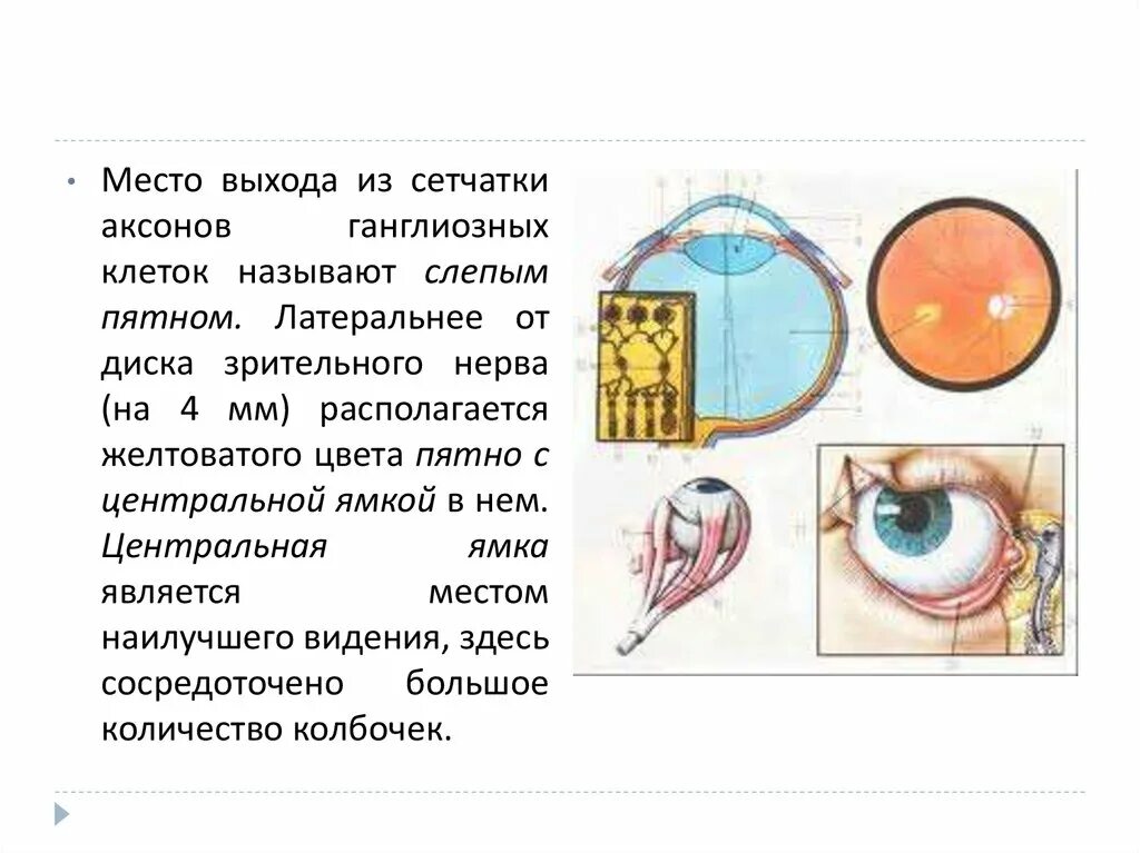 Зрительный анализатор слепое пятно. Место выхода из сетчатки аксонов ганглиозных клеток. Диск зрительного нерва и слепое пятно. Слепое пятно сетчатки. Слепого пятна сетчатки глаза