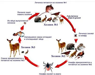 Этапы жизни животных