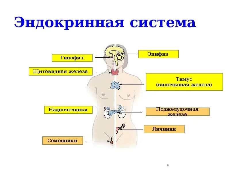 Основные группы желез. Система эндокринных желез регуляция. Эндокринная система и гуморальная система. Гуморальная регуляция желез внутренней секреции. Железы внутренней секреции: гипофиз, надпочечники, щитовидная железа..
