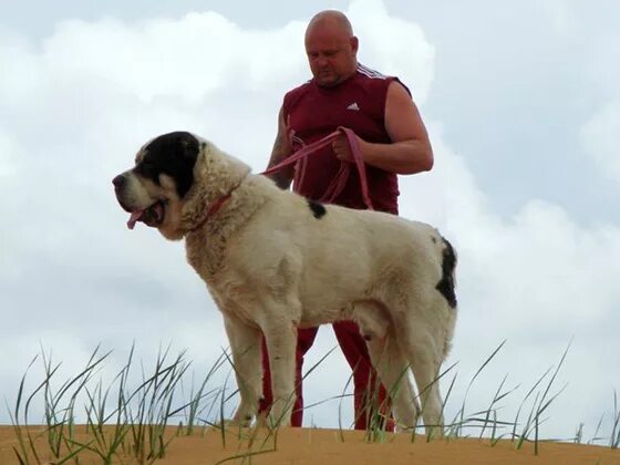 Great XXL alabai Alabai dog, Huge dogs, Dog breeds