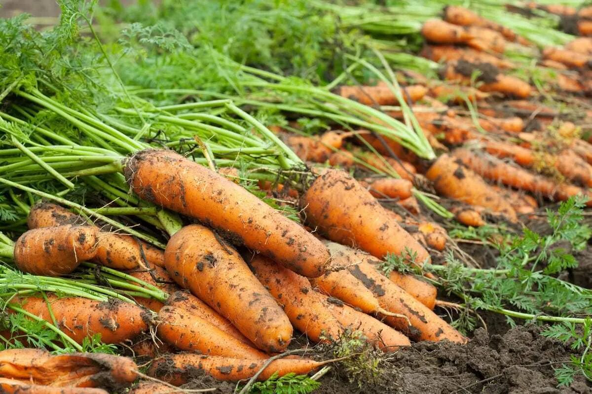 Как вырастить хорошую морковь в открытом грунте. Урожай моркови. Морковь на грядке. Хороший урожай моркови. Морковь в огороде.