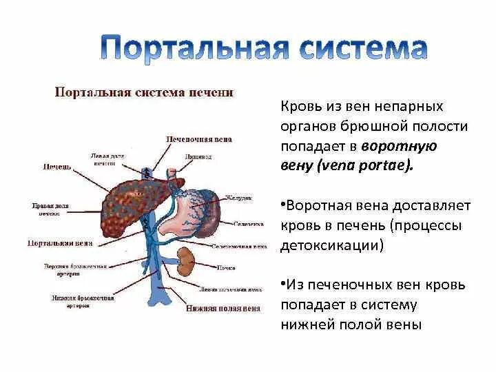 Сосуд собирающий кровь от органов брюшной полости