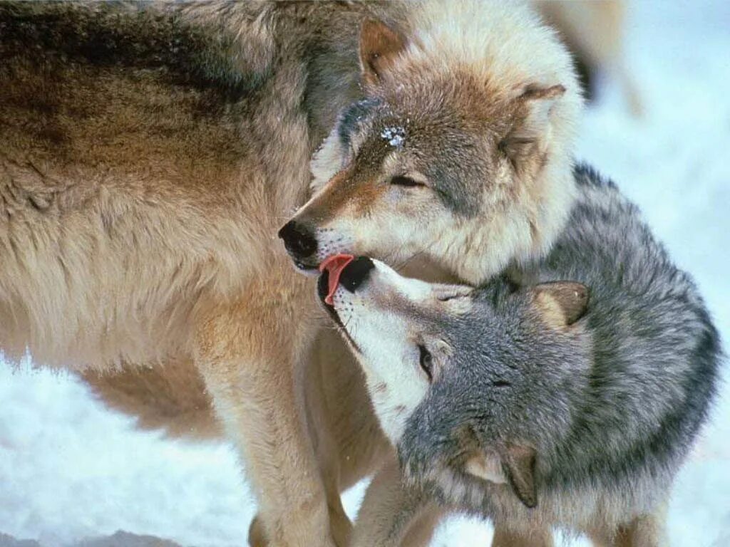 Влюбленные волки. Волчья любовь. Волк и волчица. Волк и волчица любовь.