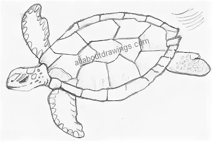 Дальневосточная черепаха рисунок. Нарисовать дальневосточную черепаху. Черепаха рисунок карандашом. Морская черепаха.