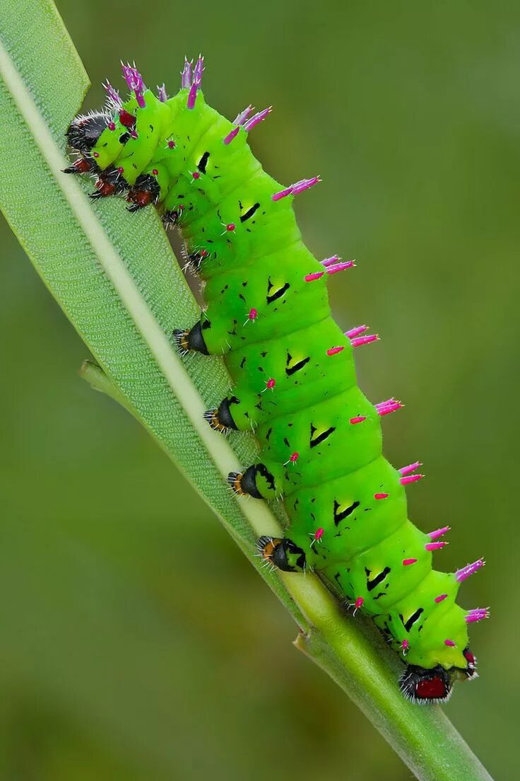 Гусеница шелкопряда Saturniidae. Gnophria rubricollis гусеница. Катерпиллер гусеница зеленая. Гусеница бабочки Carthaea saturnioides.