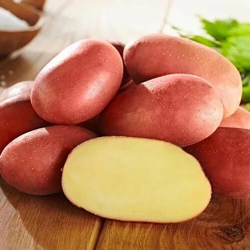 Картофель альвара описание сорта фото отзывы Лучшие сорта картофеля для Южного и Среднего Урала: семенного, новые, отзывы Lif